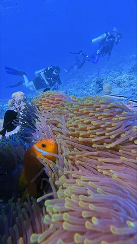 Adventures in the Maldives